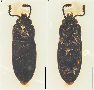 An enigmatic beetle with affinity to Lamingtoniidae in mid-Cretaceous amber from northern Myanmar (Coleoptera: Cucujoidea)